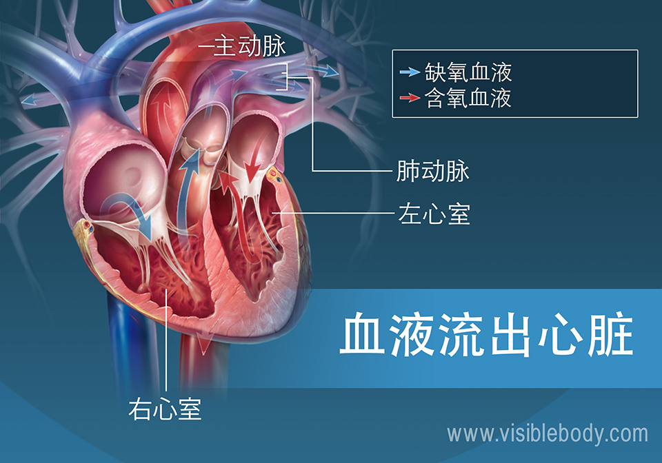 左心室和右心室将血液泵出心脏